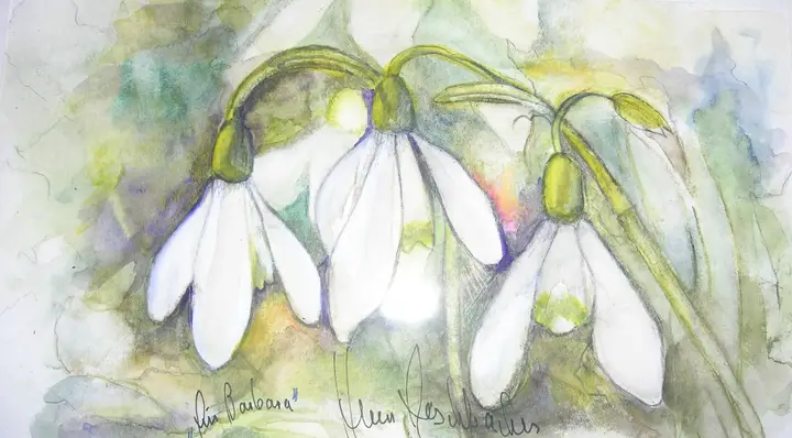 Schneeglöckchen verkauft (Aquarell)